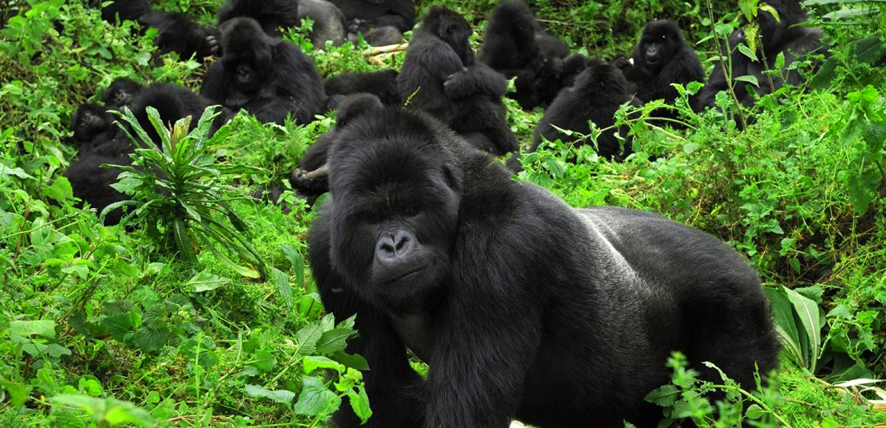 Uganda gorilla trekking
