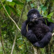 mountain gorillas in Rwanda