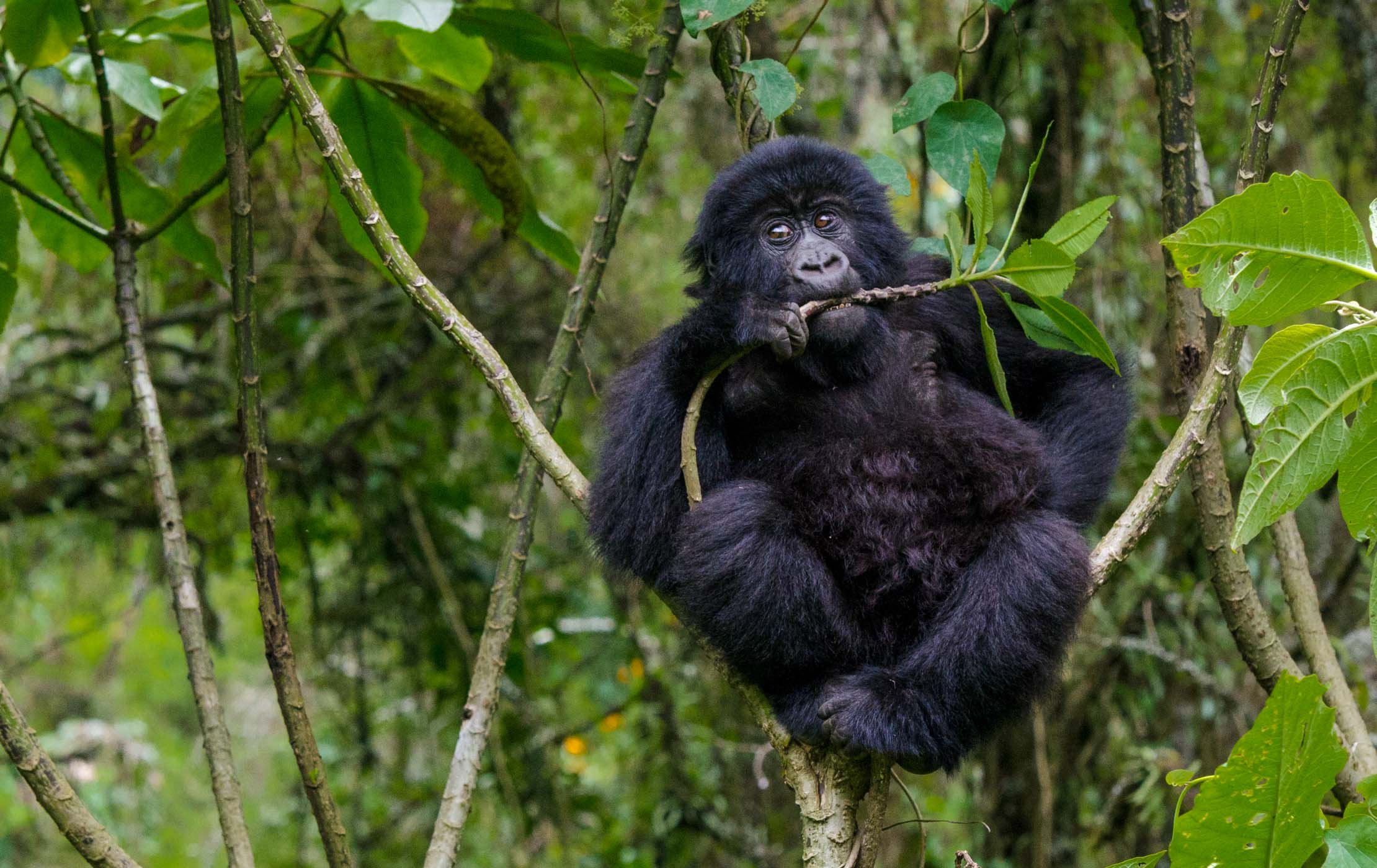 mountain gorillas in Rwanda