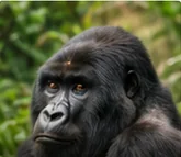 Uganda safari destination