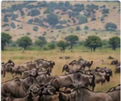Tanzania safari destination