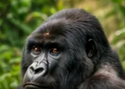 Akagera Safari in Rwanda