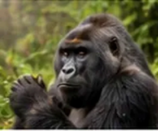 Best time to visit Rwanda