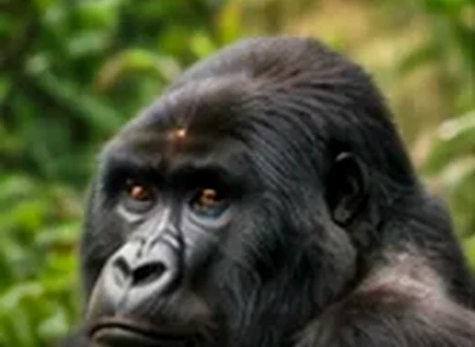 Rwanda safari travel tips