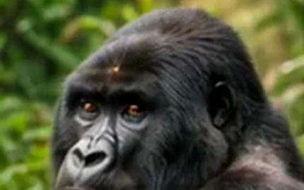 Queen Elizabeth National Park
