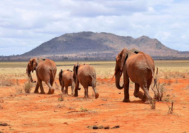 6 Days Tsavo National Park & Amboseli
