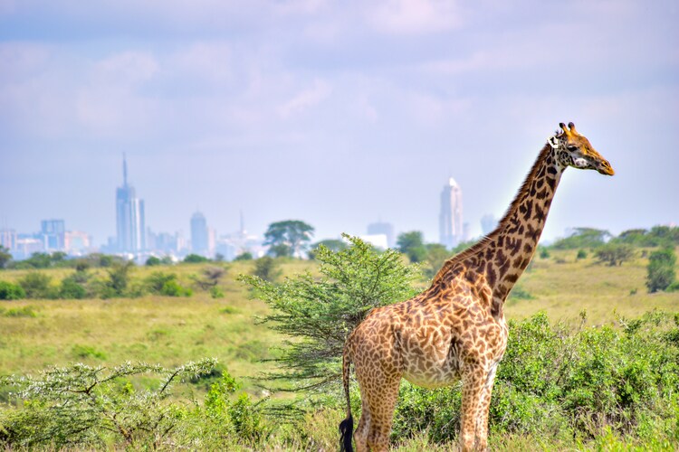 8 Days Best Kenya Flying Safari Itinerary gallery image 3