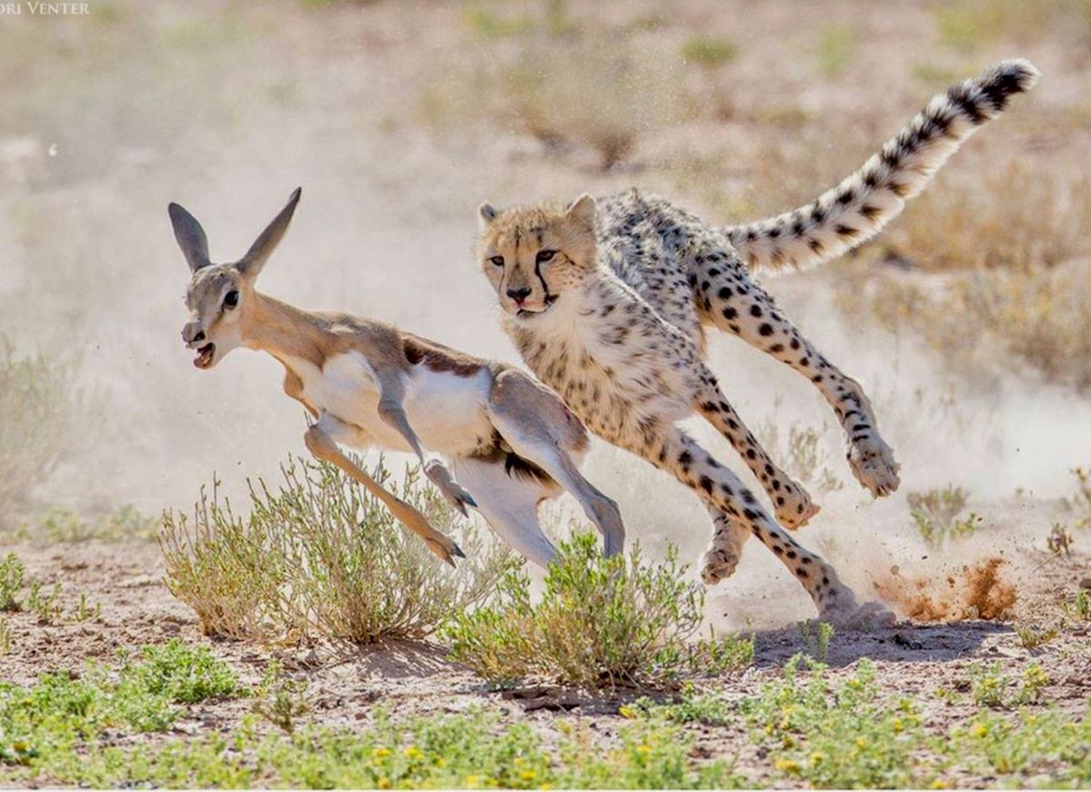 7-Day Tanzania Safari - Tarangire - Serengeti - Ngorongoro gallery image 1