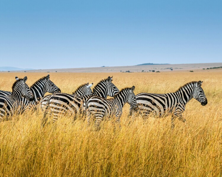 3 Days Taita Hills & Saltlick SGR Safari Package gallery image 4