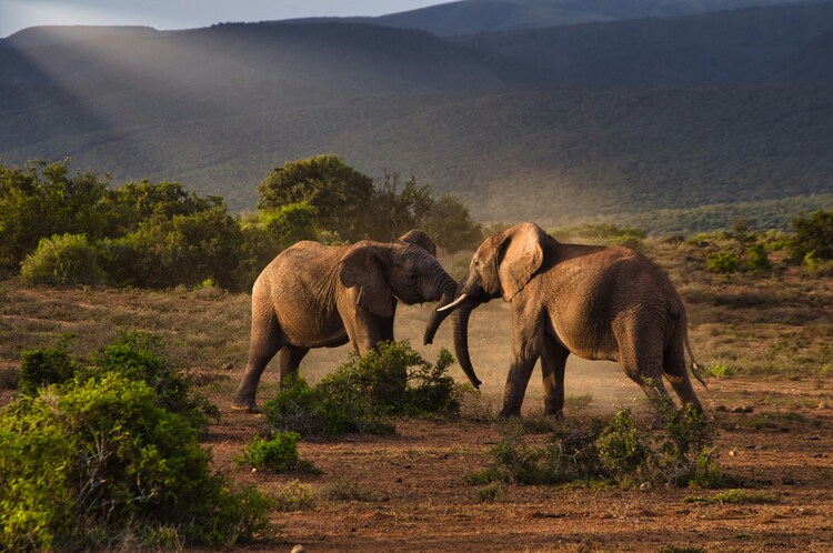8 Days Best Kenya Flying Safari Itinerary gallery image 1