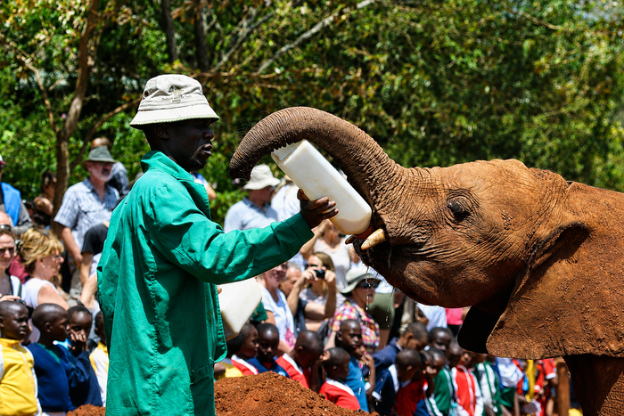 David Sheldrick Elephant Orphanage gallery image 1