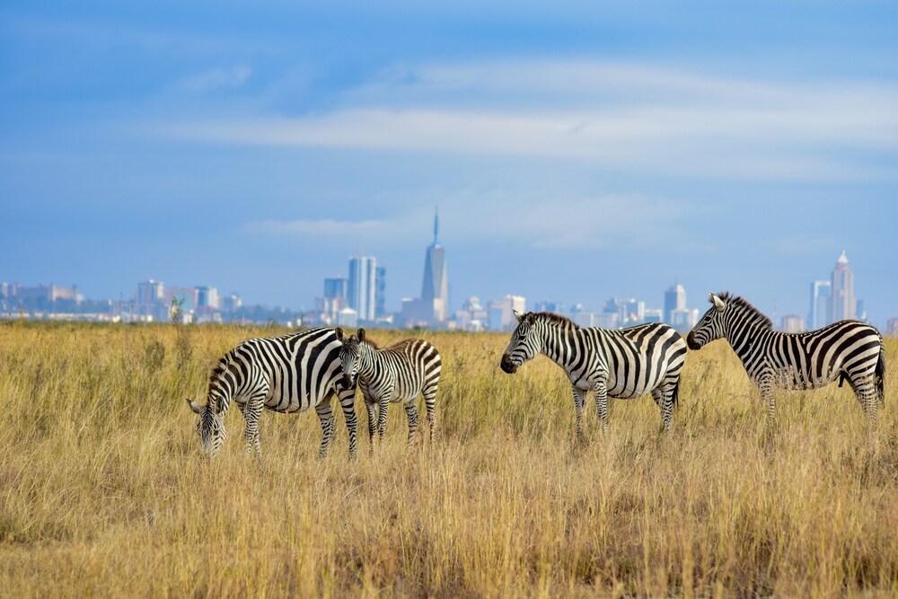 Nairobi National Park Safari gallery image 1