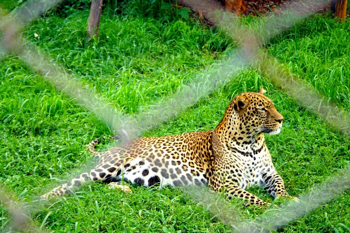 Nairobi Safari Walk and Nairobi Animal Orphanage gallery image 1