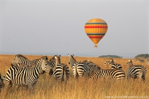 3 Days Kenya's Premier Maasai Mara Safari gallery image 1