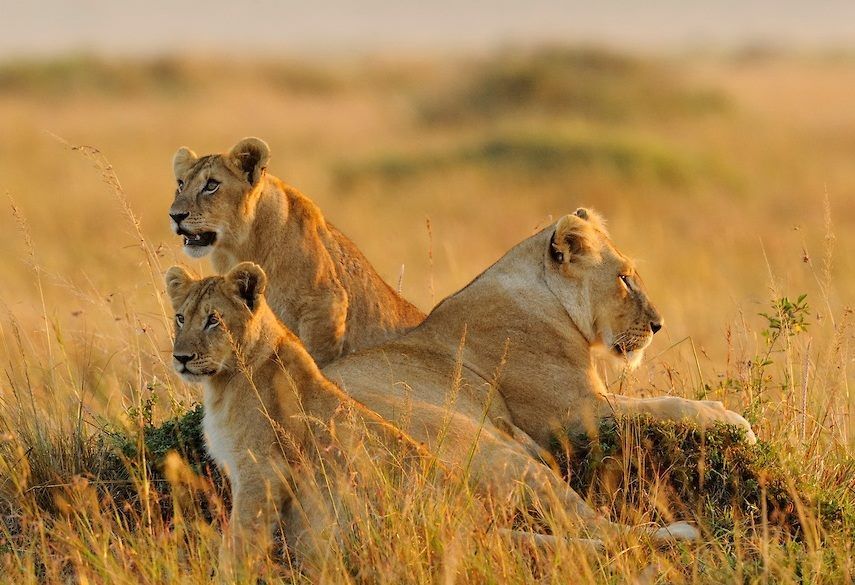 4 Days Kenya's Iconic Wildlife Escape gallery image 3